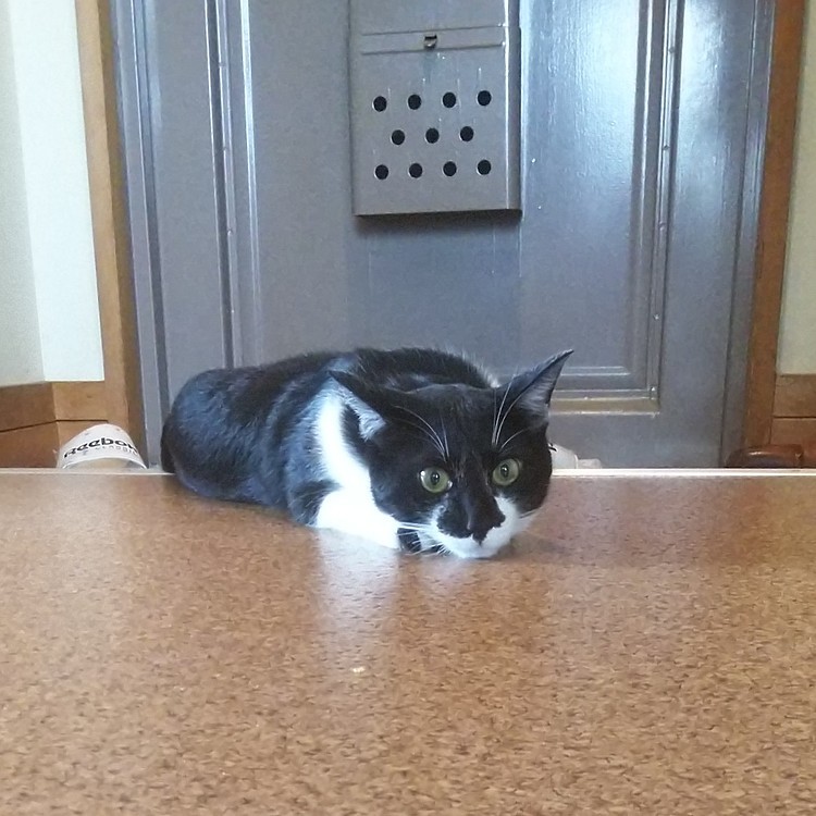 ぼぉ〜ッとしてる　シロ