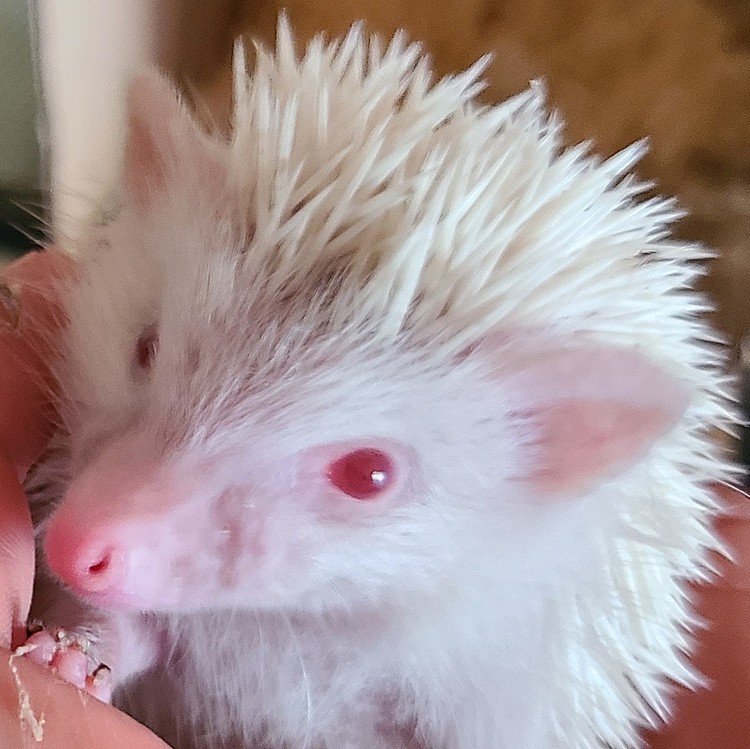 アルビノ　ハリネズミ