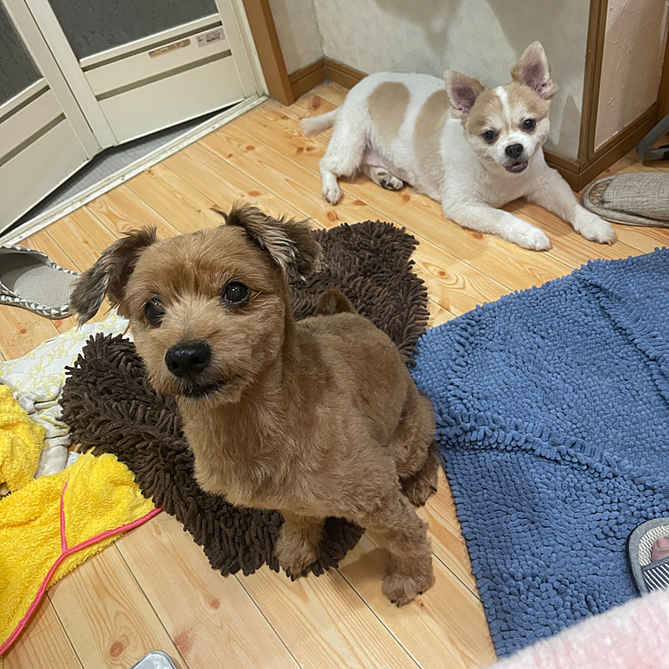 散髪してシャワーしてスッキリ😁よーがんばりました。