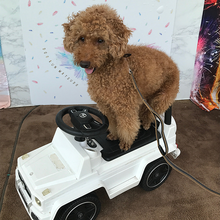最近はあまり走らなくなったので
走ってる写真が全然撮れなくて😢
昔は飛行犬なんて簡単に撮れたのになぁ。