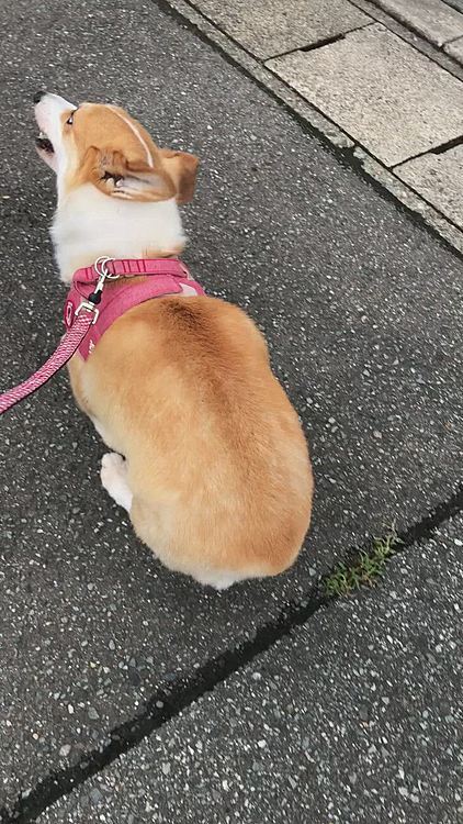 出だしは元気有り余り🤣
あ、花?草?つまみ食いしてる😱
やめてくれ💦