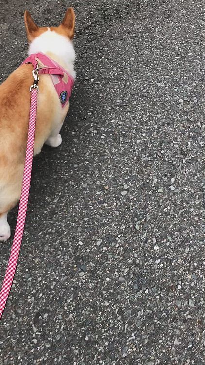 途中から落ち着いて歩くものの。。
左右前後気になる🤣