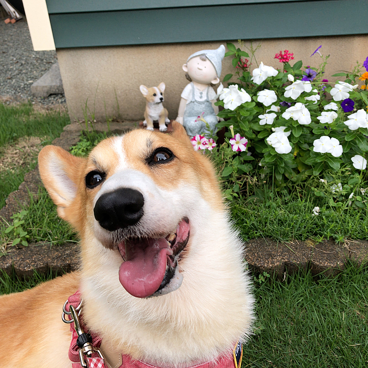 はい♥️良い笑顔😃
まあるのダミーも後ろに居るね🤣