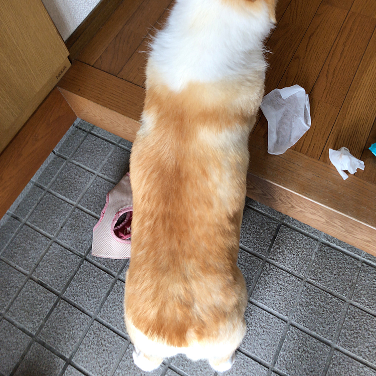 まだ後ろ足拭いてない状態😃
このままで待ちます🤣
早くしてや💦って?笑笑
でもなぜかジッと待ちます🤣笑笑
ネタがないので、こんな感じです🤣💦