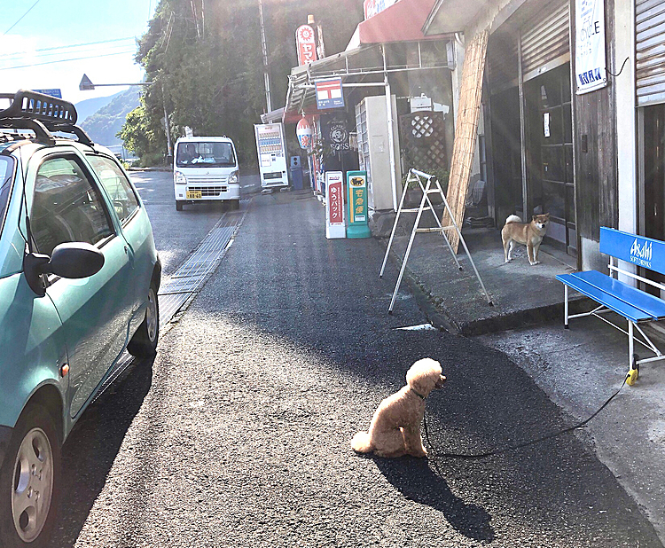 午後3時　　峠越えドライブ。

峠のお店にソフトクリームとかき氷の看板があったので休憩。

看板犬🐕と微妙な距離感😓

かき氷と迷って、ソフトクリームをチョイス🍦