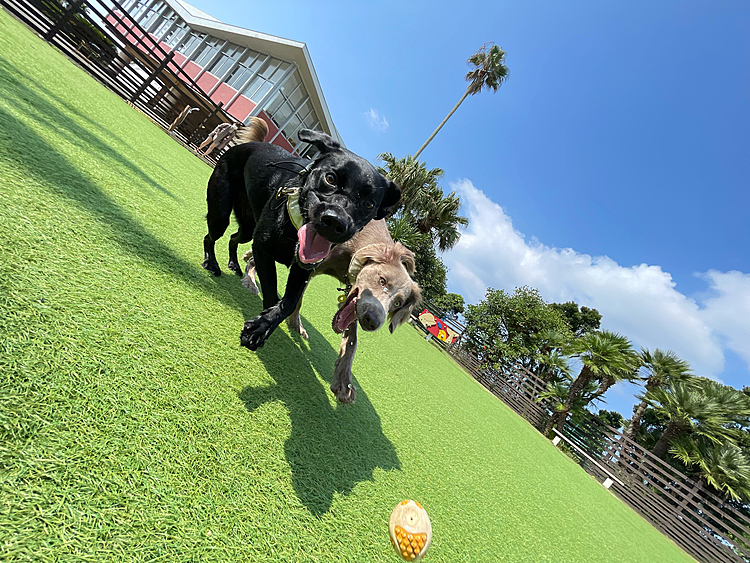 閉館前に油壺マリンパークに遊びに行ってきました🥰

犬と一緒に館内回れて楽しかったです…ドッグランも広くてシャワーもあって！