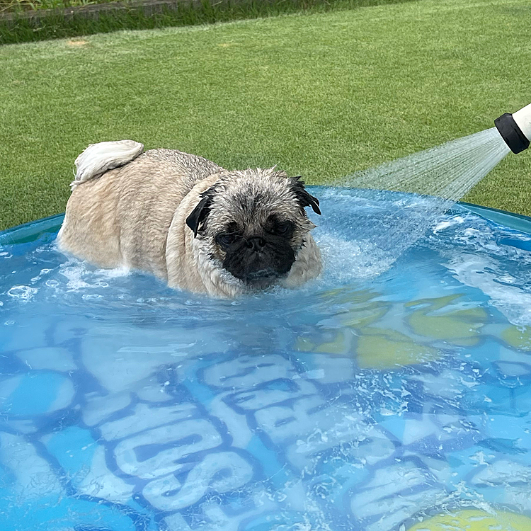 8月最終日☀️
お庭プール＆シャンプーしました💦
ししまるは涼しげですが、とうちゃん暑い🥵