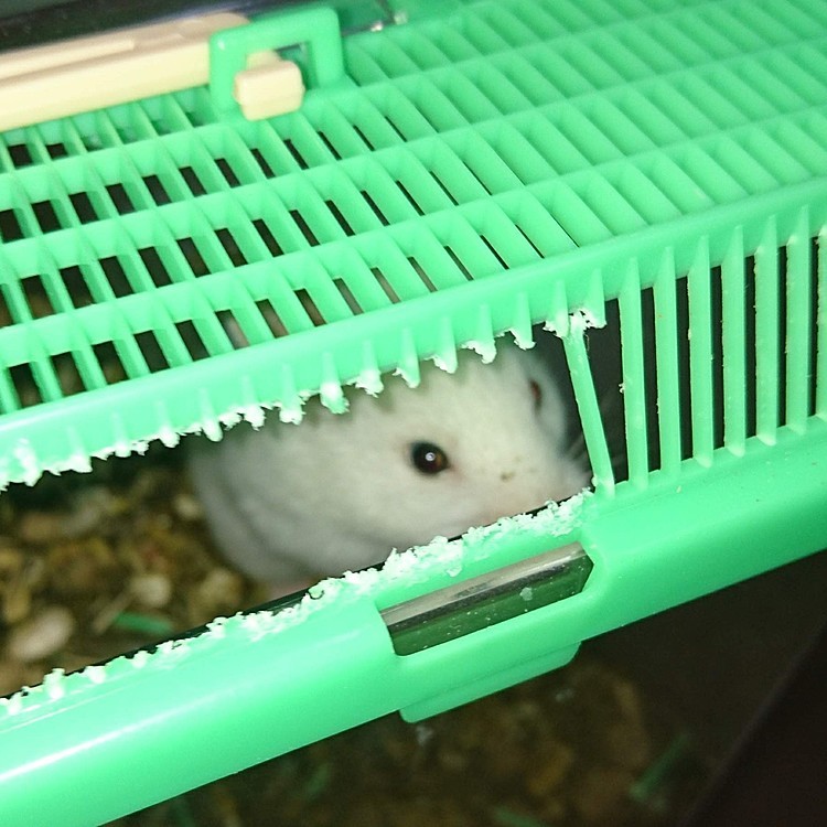 虫かごの蓋を器用に齧ってしまったハムスター｡
