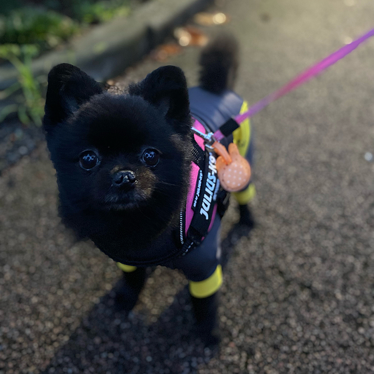 雨の合間に夕散歩👍でも下が濡れているのでカッパ着ました🥒今日は少し寒い位だったのでよく歩く😁