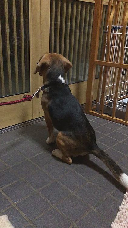 なかなか降りてこなくて、
早く来ないかなぁ〜‼️🐶🧢
まだ〜⁉️🐶🧢
飛び出さないようにリードしてるよ😅