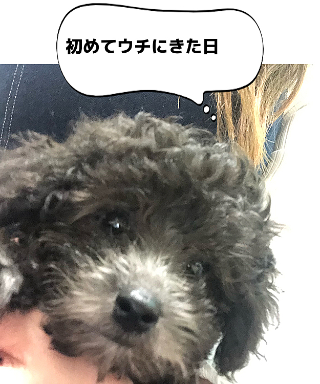 ぼくの名前はモナくんです！
1.5キロのチビです
よろしくね

#プードル