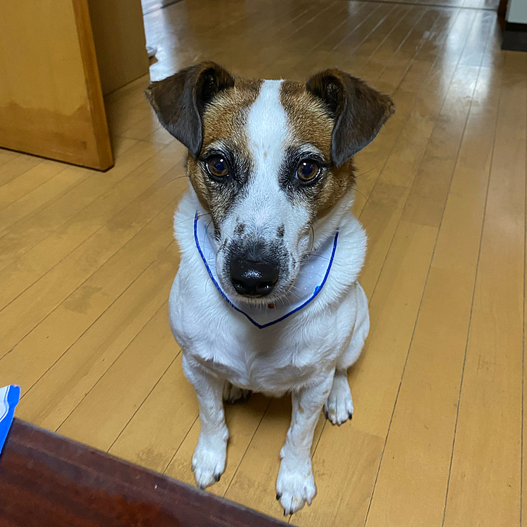 おりこうしてますアピールが、半端ない‼️