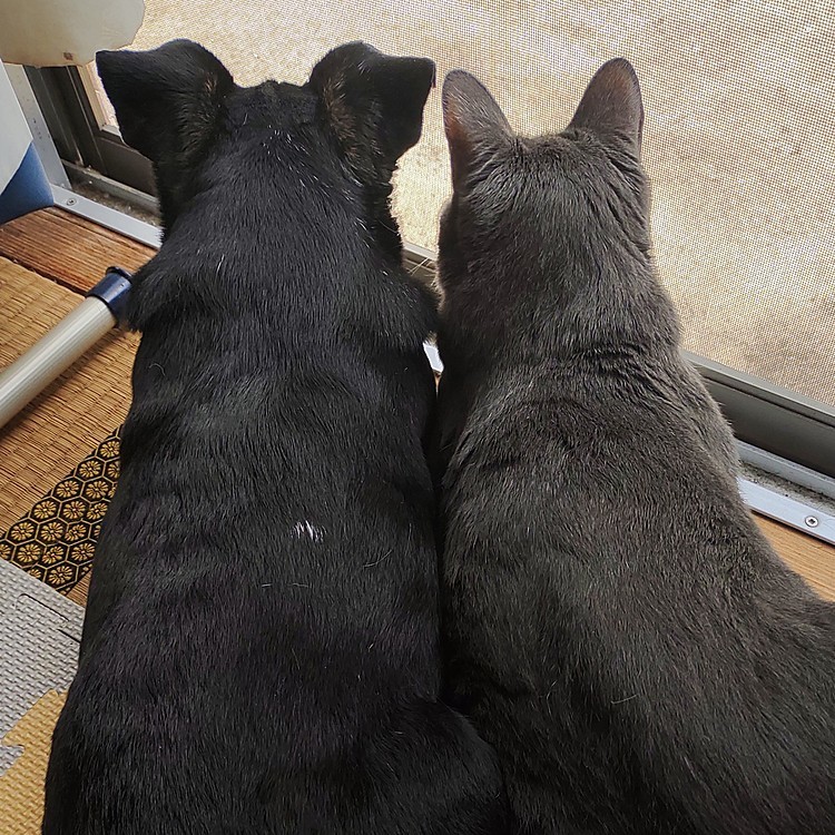 
ログインできなくなってしまったので作り直ししました！
また１からスタートします🐈️🐕️

華丸×神威　よろしくお願いします🙇‍♀️✨