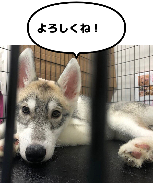 初めまして
新しく始めます！
8月29日にお出迎えした
シベリアンハスキーのチノです！
よろしくお願いいたします