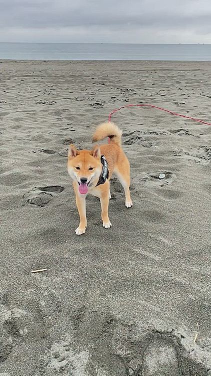 3か月ぶりに海で走りました😄
