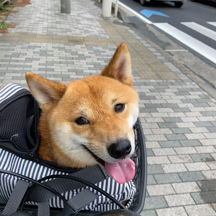 雨が降ったらすぐ帰ろうと🚲で行きましたが
なんとか降られずにすんでよかったです✨
