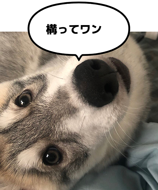 上目遣いも完璧なんです！🙆‍♀️🐾
いつもこんな目で見てくるので
負けそうになることもあります😅