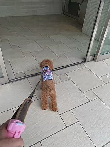 帰るよと言っても聞かないので母にLINEしたらおいでと言われたのでお邪魔しました🐶
ハッピーはご機嫌♪
母も冷蔵庫をゴソゴソしてキャベツあげていました😅
雨が降るので早々に帰ろうと思っていたのに寛ぎ寝始めるハッピー💤
結局帰りは小雨降る中早足で帰宅しました🐾
家に着いたら鍵が無い💧
スマホ見たら母からたくさん着信が📲
事故にでも遭ったのかと心配したと一喝😅
結局届けて貰いました🚗💨