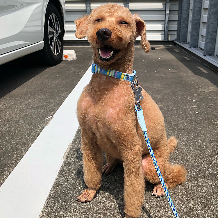 相変わらず何の犬種かわからないフォルムです😅
イタグレか、ハリポタのドビーかと言ったところでしょうか🤣
