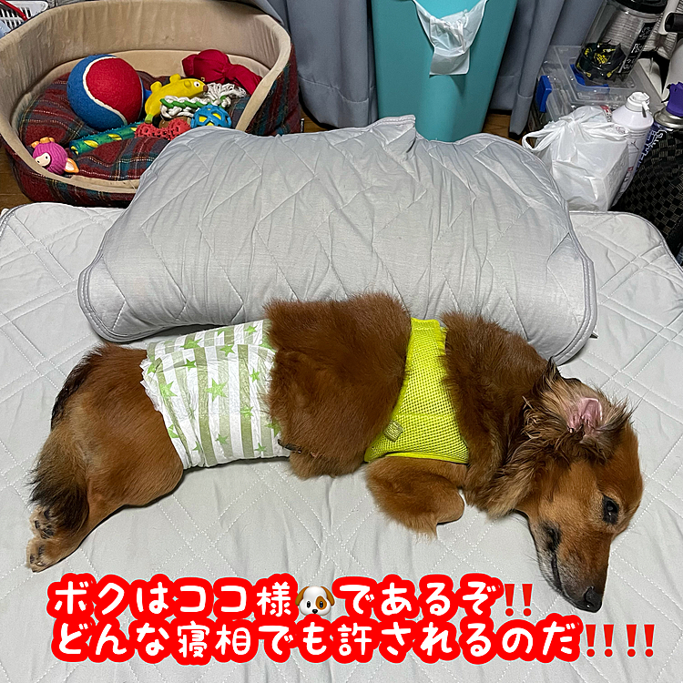 えぇ〜(´+ω+｀)⁉️
そんな寝方しちゃうの⁉️😓😓😓
