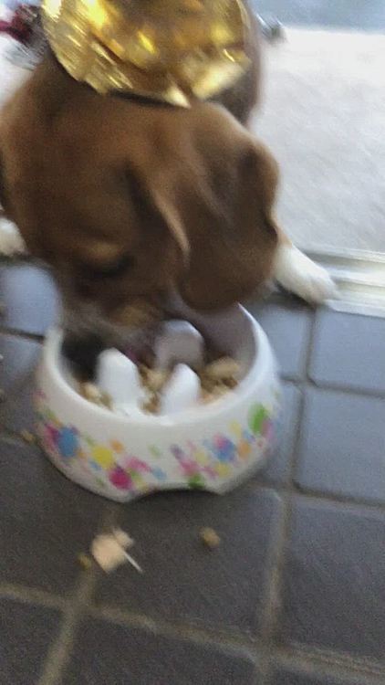 ご飯も待ちきれなくてガツガツ早食い💦
お誕生日だけど、鳥のムネ肉を入れてあげただけのご飯になっちゃった🍚
散らかして食べてます😓