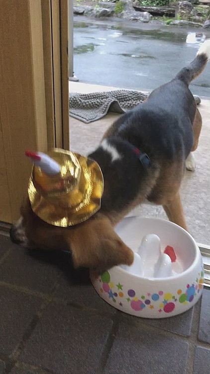 スイカ🍉も動画撮る頃には無い‼️
相変わらず落ち着きないマックスです🐶🧢😆