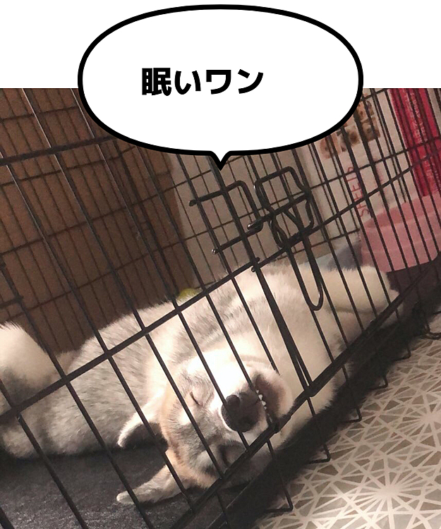 眠そーおやすみ！
ほんとよく寝る