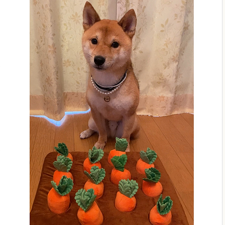 2021.09.05
今月の誕生日のプレゼント🎁が届いて
月末の誕生日まで待たずにあげちゃいました〜😆
ずっと試してみたかったノーズワークです✨