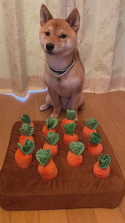 にんじん🥕の下におやつを隠してあるのですが、キョトンとしてます💦