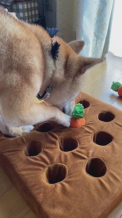 簡単に１つで試してみたらにんじん🥕を取ってオヤツ発見したけど、マズルが短くてオヤツに届かないみたい😅