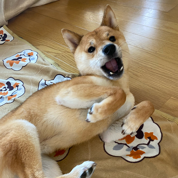 雨でお散歩行けない時とかにクンクントレーニング頑張ろう😊
