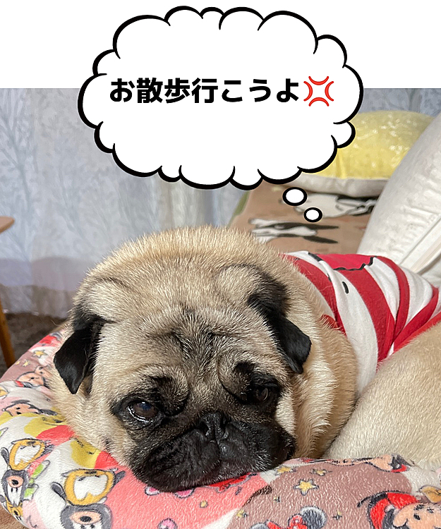 雨続きでお散歩行けず、すねてる昨夜のししまる🐶