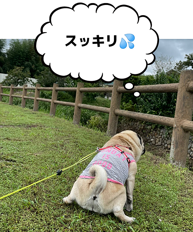 今日の夕方やっとお散歩行けました🐶