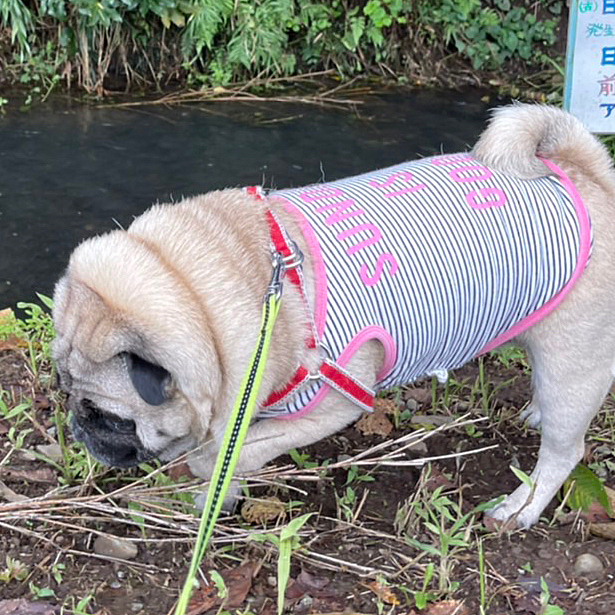 いつもの小川へシッコ散歩です💦