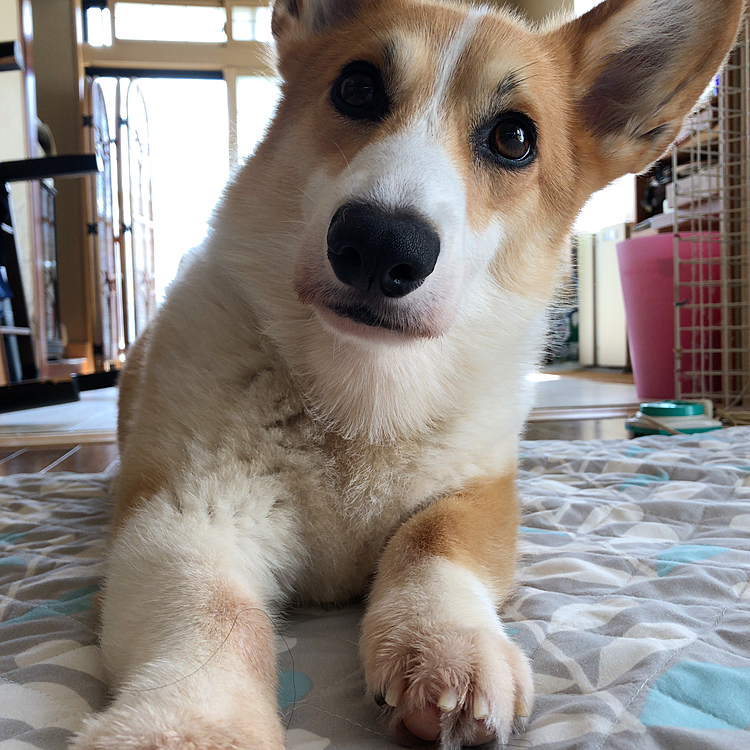 珍しく早起きしたので投稿🤣
おかーたん😃構って😃の顔🤣