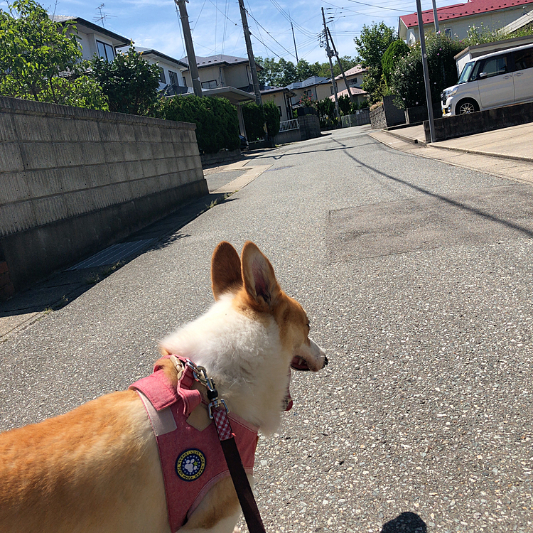 何日か前の散歩😃
ねー？ねー？
散歩しながらのアクビするってどんな奴？🤣🤣🤣🤣
