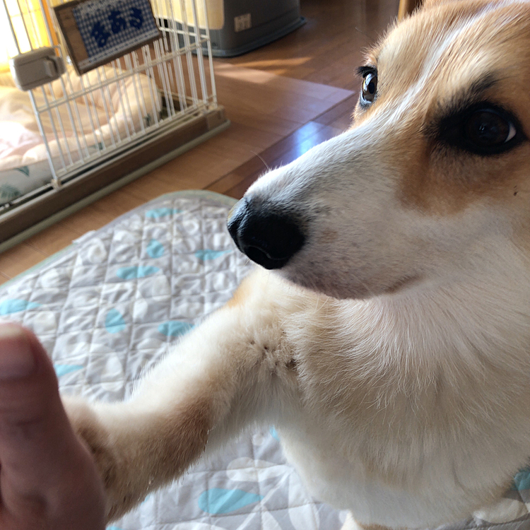 はい！
まあるくんっ！♥️
お返事のはい！は？
チョコン♥️
顔、真剣♥️
真面目にやってないとオヤツ貰えない。。
が、理由です🤣