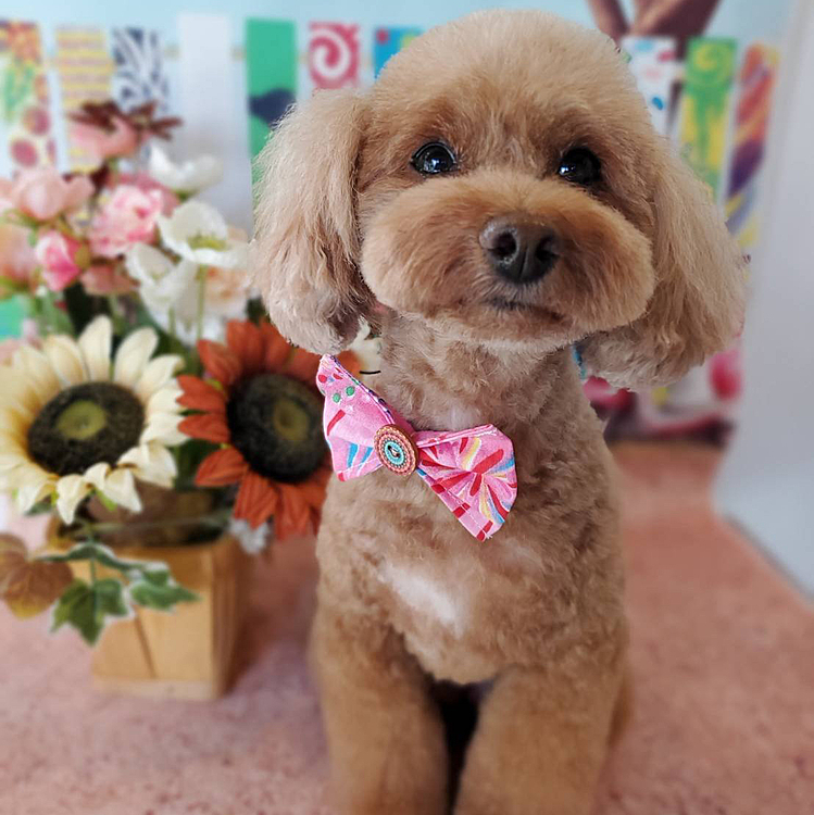トリミングに行ってきました❣️かわいくなりました🥰