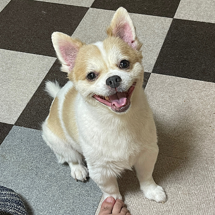 足踏んづけられても、お座りしながらヘラヘラやまと😅