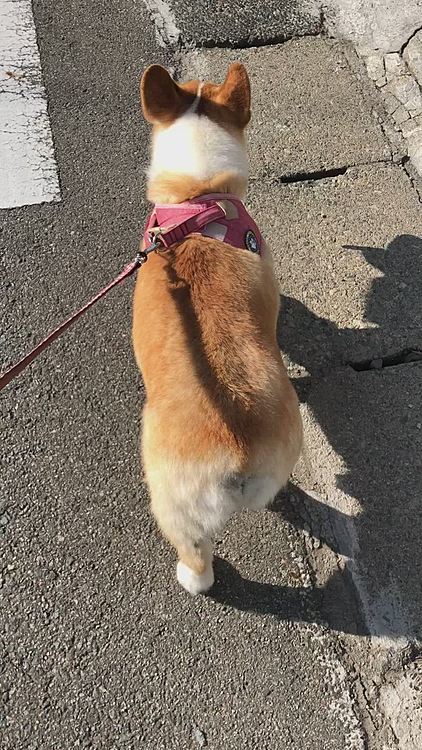 夕方の散歩は、実家に行こうと歩いてたら💦
途中で気が付いたらしく😃
まっしぐらにじーさんちへ早足で歩いてたよ🤣何処曲がるかわかるのね😃
玄関前まで来て、じーちゃんち♥️って顔♥️