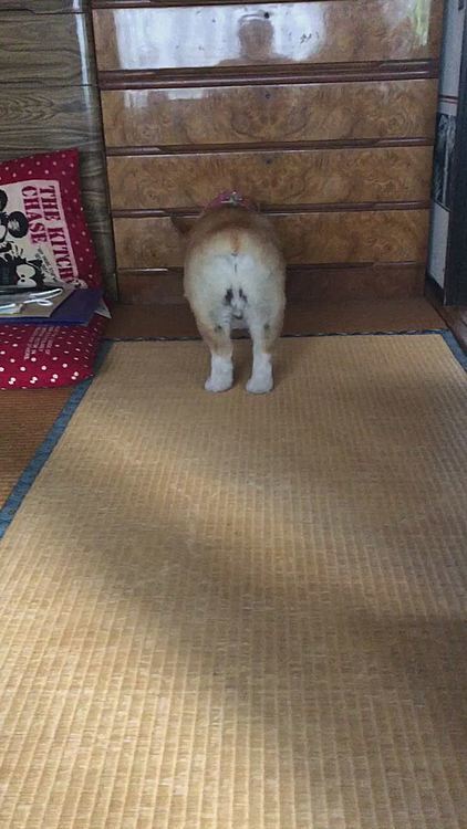じーちゃんちでボール遊び😃
このボール、ピー兄さんが遊んでたボール😃
まだあったのね♥️