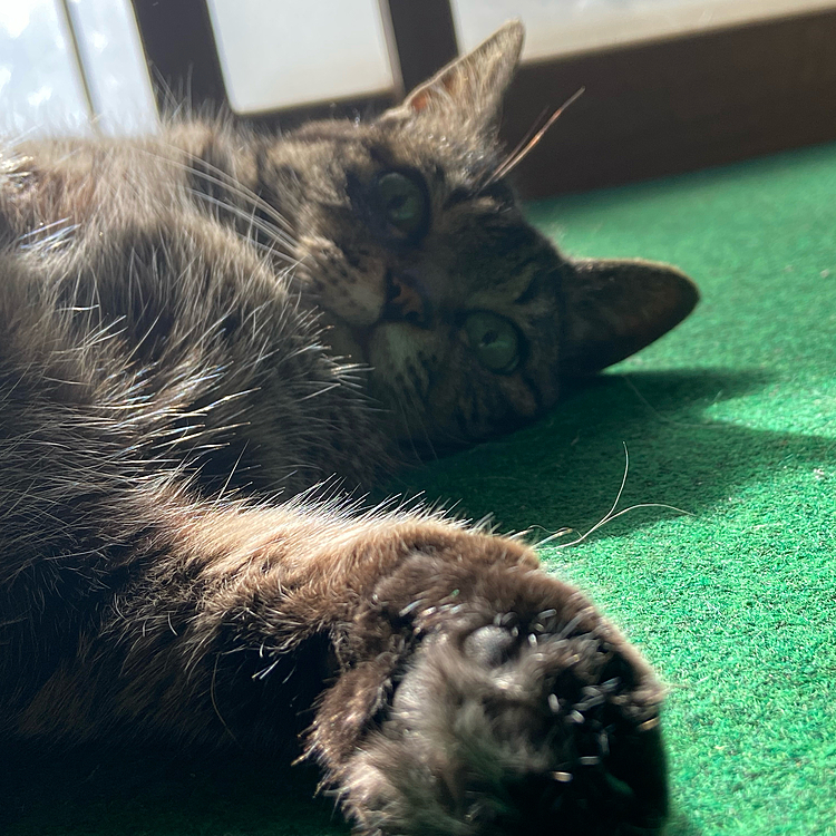 田舎の家のねこたん！なんて神々しいのでしょう…！！