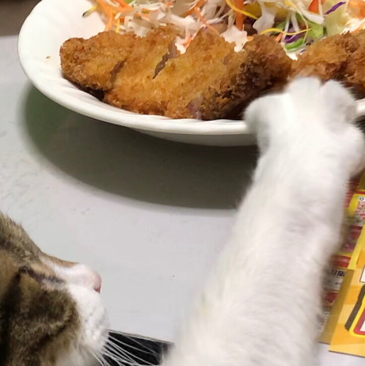 🐈泥棒猫‼️