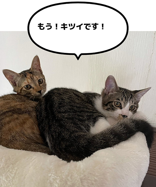 キャットタワーの最上部に2匹で。
あんこはもうすぐ4キロ(-.-;)
ギリギリですね( ^ω^ )