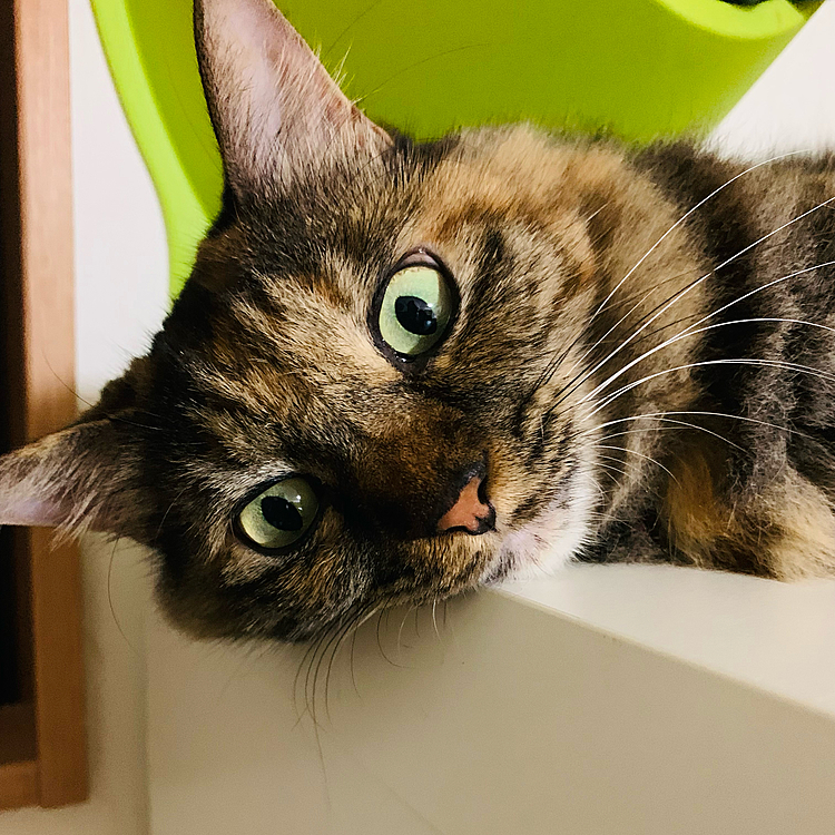 まったりモコちゃん(=^ェ^=)