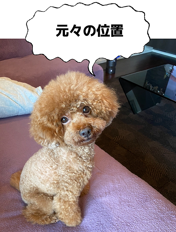 特にネタが無いので1ヶ月ほど前の話…
ハッピーはお出掛け前、ご飯前、そして最近は寝る前に興奮しちゃいます💨
パパさんの足元にいたハッピーがパパさんが携帯を置いたので寝室に移動するのではと思いソファから勢いよく飛び降りた先にはガラスのテーブルが💧