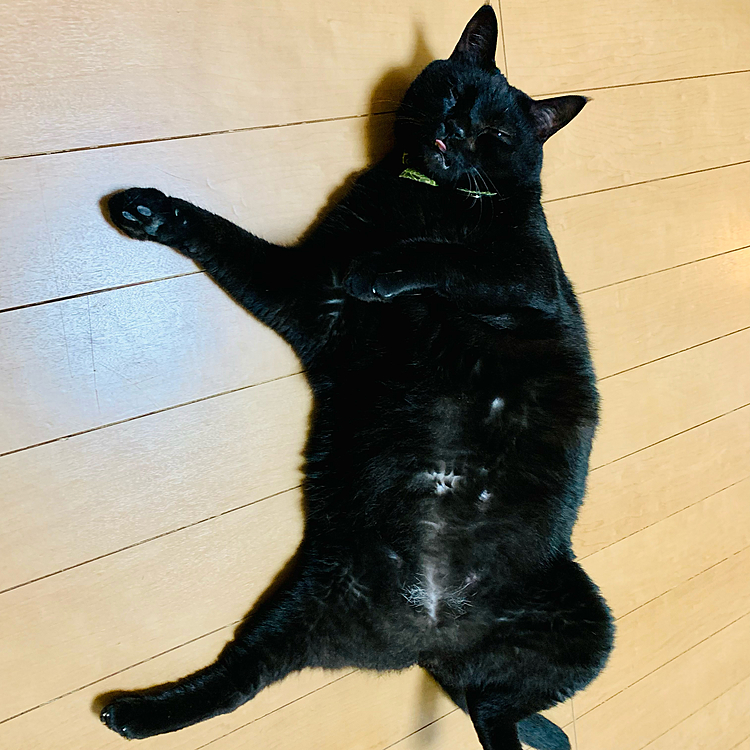 ごろごろサンくん(=^ェ^=)