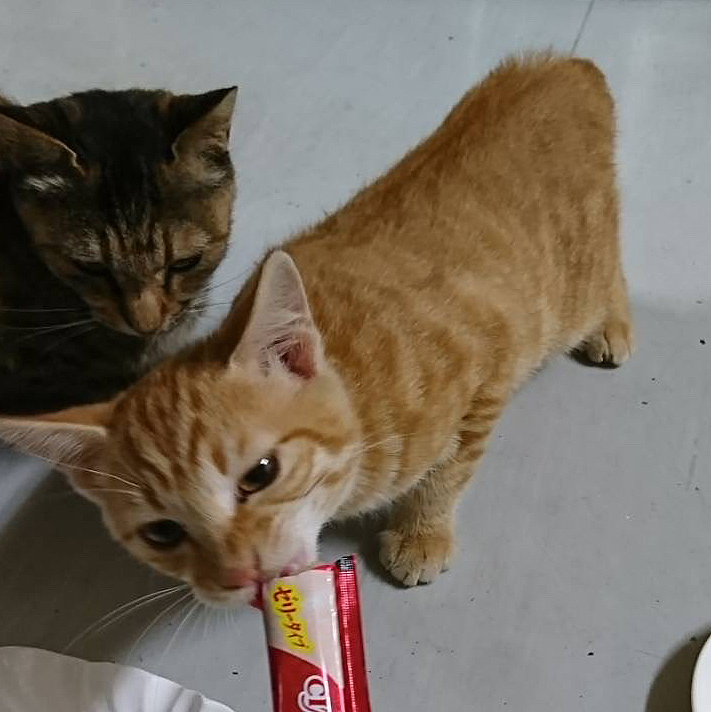 ついに明日、我が家に新しい家族が増えます！
茶トラ/♂/甘えたさん/名前はまだ決まってません！きてから考えたいと思っております！