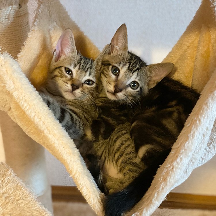 初めまして！
これから我が家の可愛い可愛い
シンバとナラの写真をたくさん投稿します🐈
