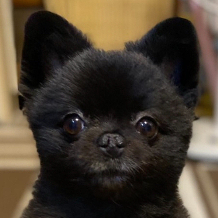 なんか鼻がコウモリみたい🦇